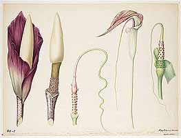  no thumbnail available