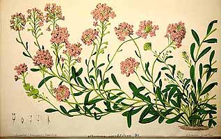  no thumbnail available