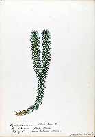  no thumbnail available