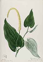  no thumbnail available