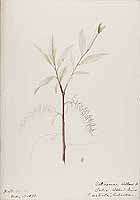  no thumbnail available