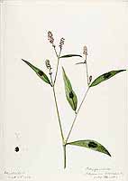  no thumbnail available