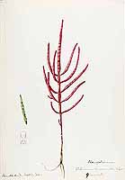  no thumbnail available