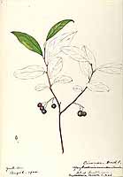  no thumbnail available