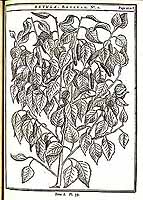  no thumbnail available