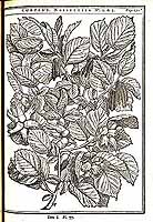  no thumbnail available