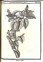  no thumbnail available