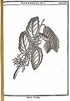  no thumbnail available