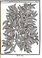  no thumbnail available