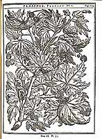  no thumbnail available