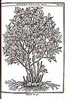  no thumbnail available