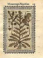  no thumbnail available