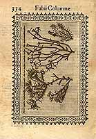  no thumbnail available