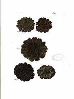  no thumbnail available