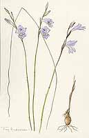  no thumbnail available