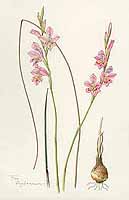  no thumbnail available