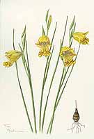  no thumbnail available