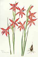  no thumbnail available