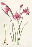  no thumbnail available