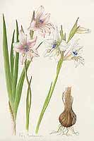  no thumbnail available