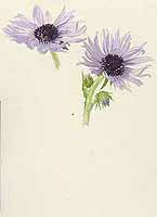  no thumbnail available