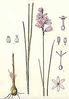  no thumbnail available