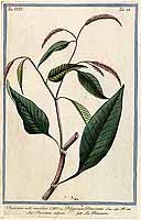  no thumbnail available