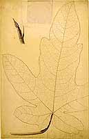  no thumbnail available