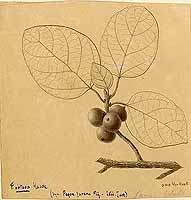  no thumbnail available