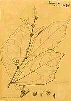  no thumbnail available