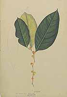  no thumbnail available