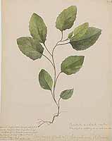  no thumbnail available