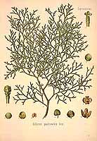  no thumbnail available