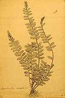  no thumbnail available