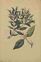  no thumbnail available