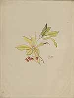  no thumbnail available