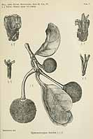  no thumbnail available