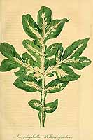  no thumbnail available