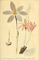  no thumbnail available