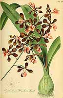  no thumbnail available