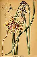  no thumbnail available