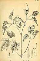  no thumbnail available