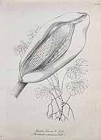  no thumbnail available