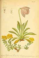  no thumbnail available