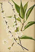  no thumbnail available