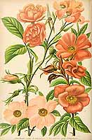  no thumbnail available