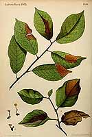  no thumbnail available