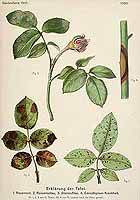  no thumbnail available