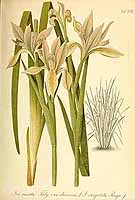  no thumbnail available