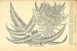  no thumbnail available